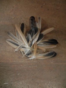 Assortment of feathers
