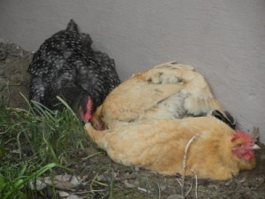 Three chickens rolling in dirt
