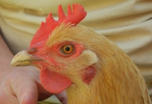 Head of yellow hen