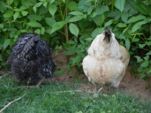 Chickens in raspberries