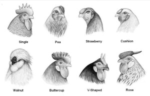 Illustration of 8 comb types