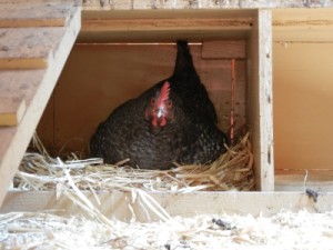 Black hen in nest box