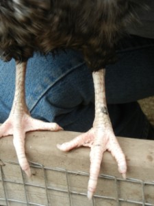 Legs of a hen
