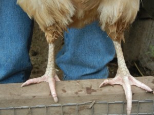 Legs of a hen