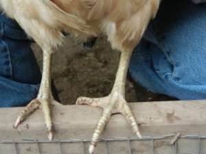 Legs of hen