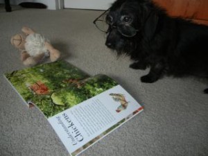 Dog with glasses reading a chicken information book