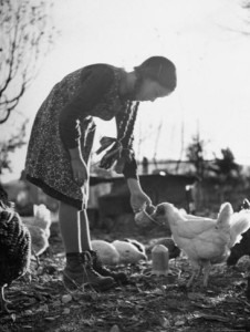 Girl feeding chickens