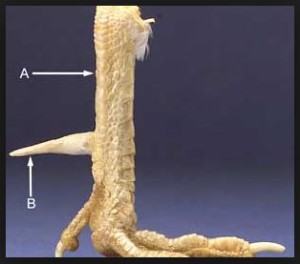 Lower leg of chicken showing rooster spur