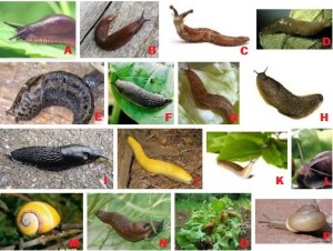 Variety of slugs