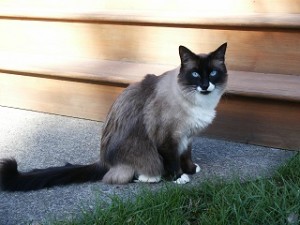 Siamese type cat sitting on sidewalk
