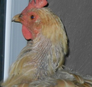 Hen head and neck showing pin feathers
