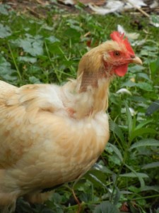Chicken with feathers missing on her neck